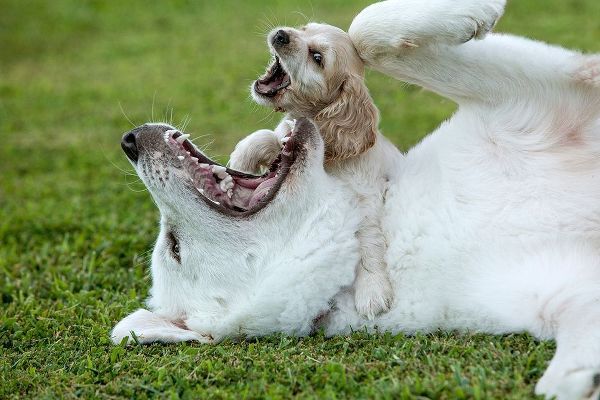 Cocker spaniel puppy and great Pyrenees dogs playing